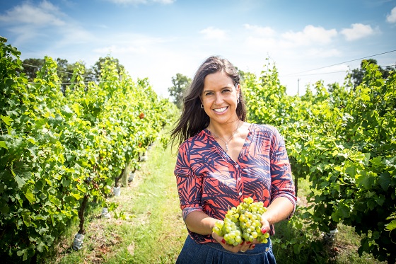 Primeira vinícola da América Latina movida a energia solar