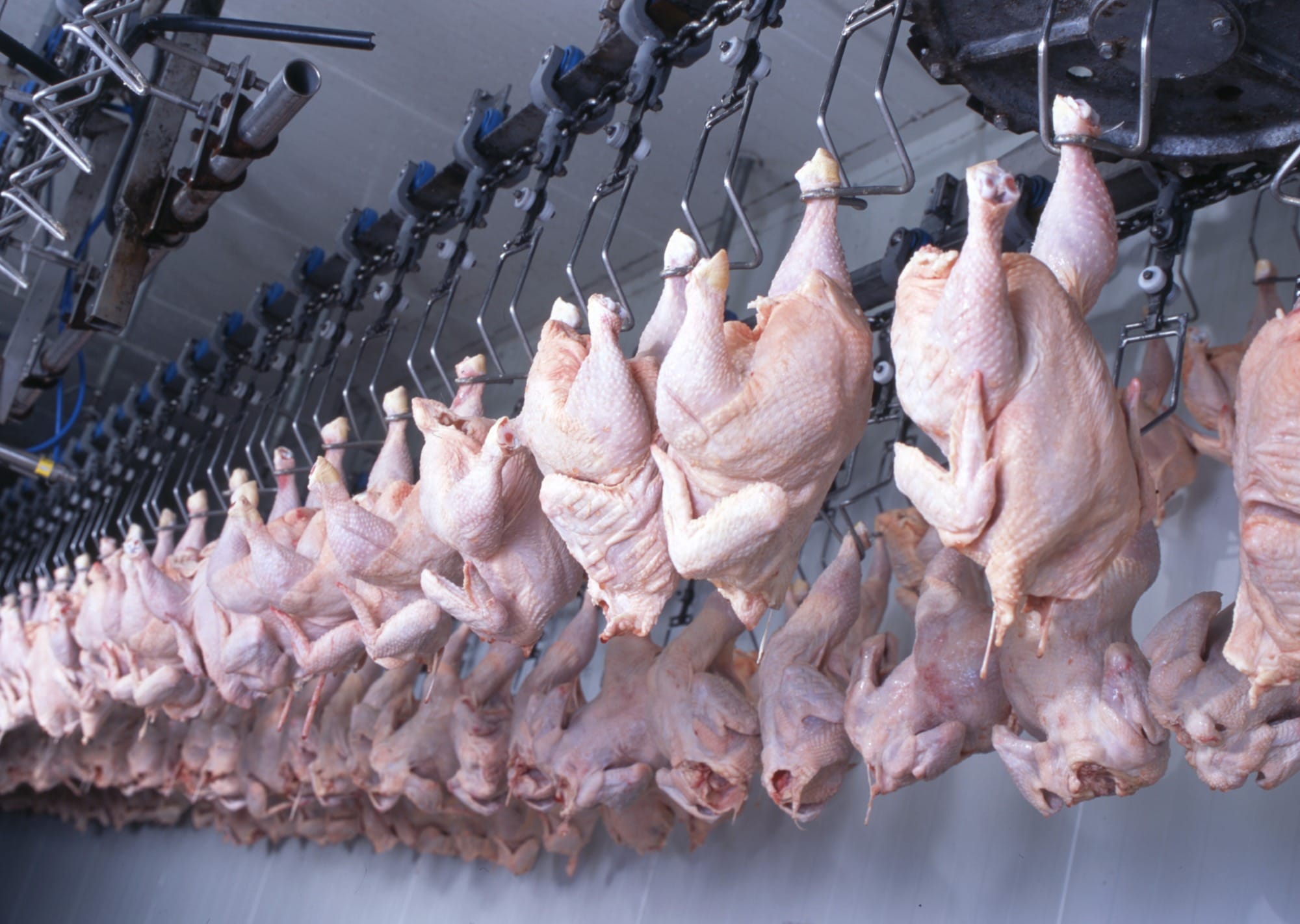 Conheça os 3 países que desafiam o Brasil nas exportações de frango