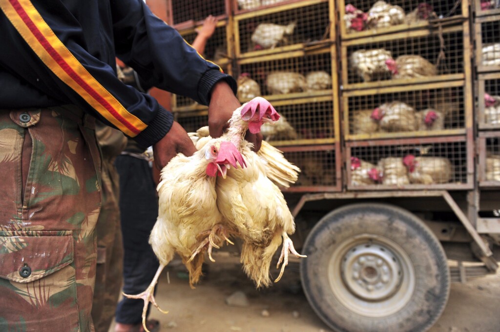 Pesquisa da USP revela 4 mil avícolas clandestinas em São Paulo