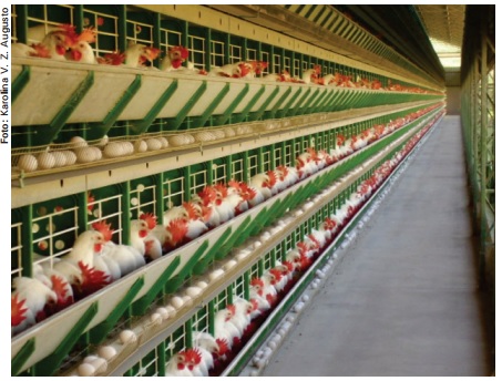 Tratamento de dejetos de aves poedeiras comerciais