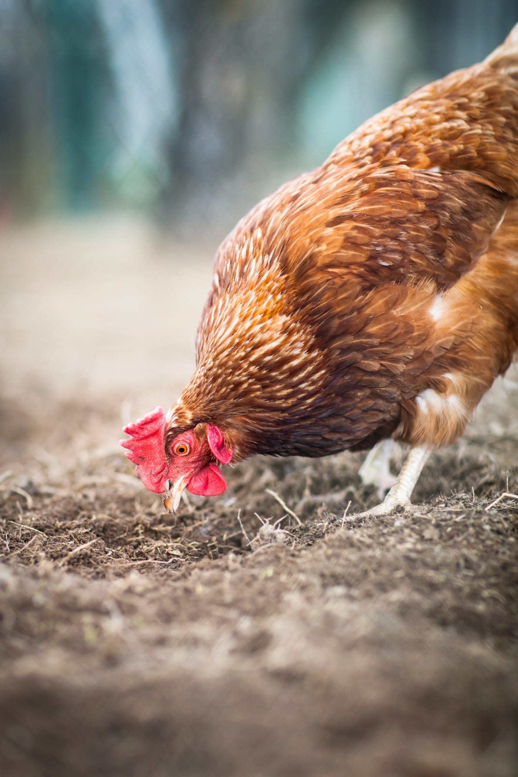 Empresas alimentícias criam Coalizão Global para o bem-estar animal