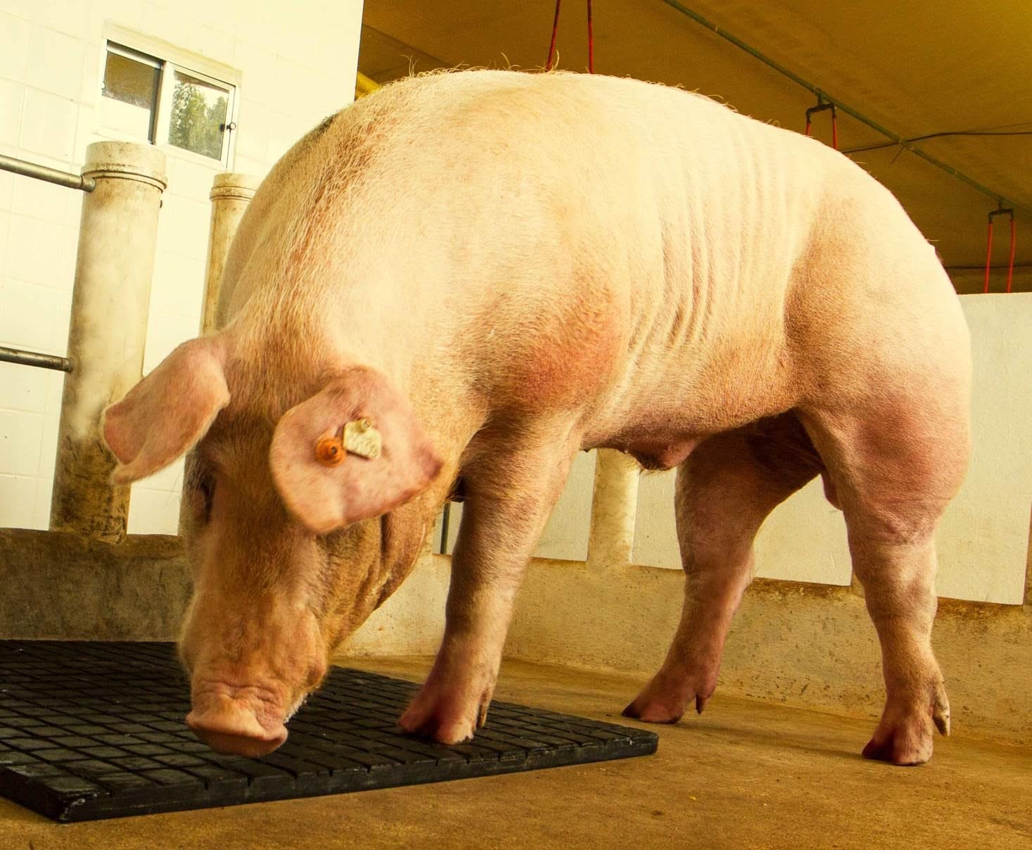 Importância do correto manejo nutricional para o macho suíno reprodutor – por Diego Duran Araujo