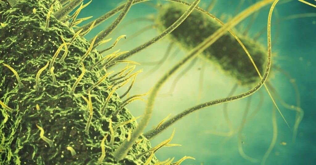 Salmonella: preocupação constante