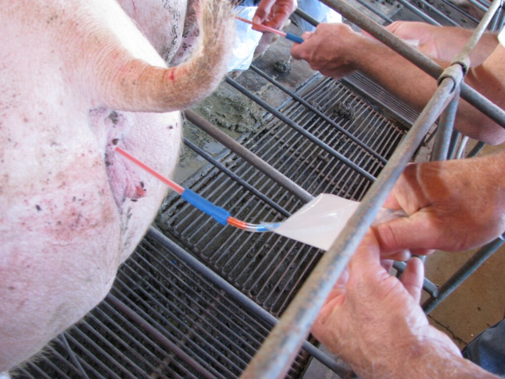 Existe risco no uso intensivo de doses inseminantes durante o período de cio da porca?