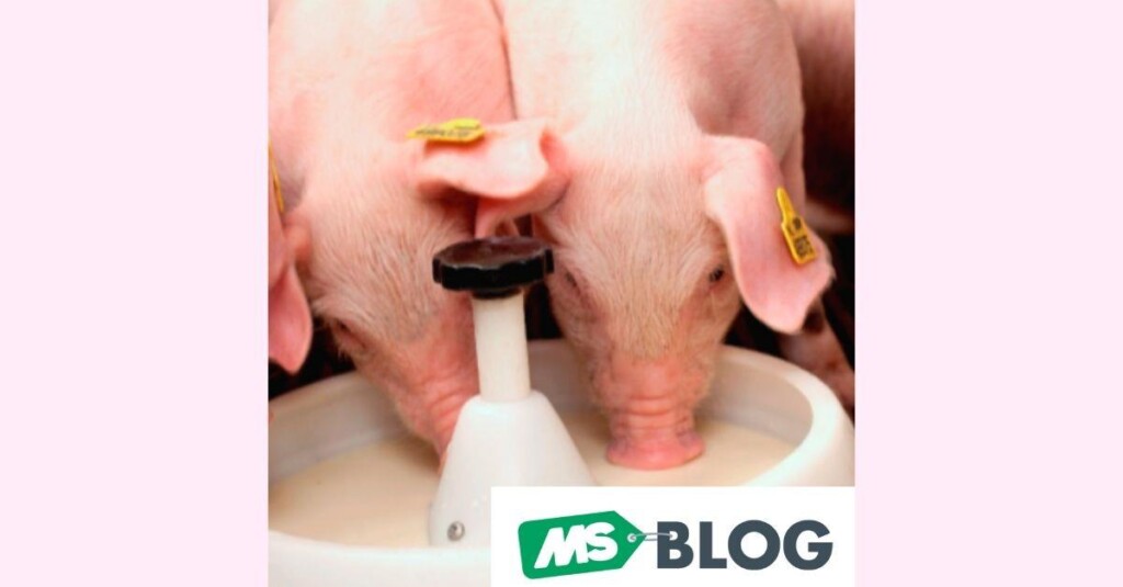 MITO OU VERDADE: consumo é maior em comedouro branco circular