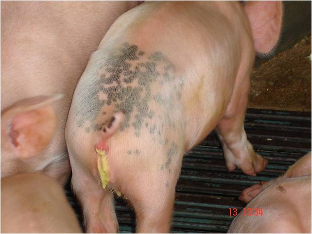 A importância da prevenção da coccidiose em leitões durante todas as estações do ano