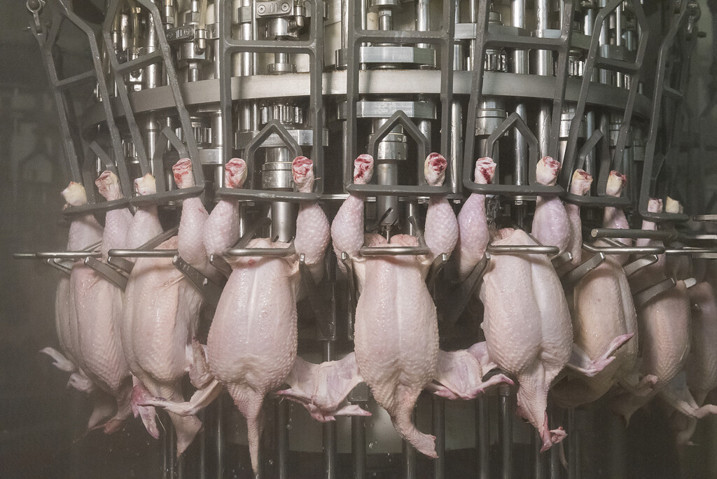 Meyn apresentar novo extrator de cloaca para perfuração em alta velocidade