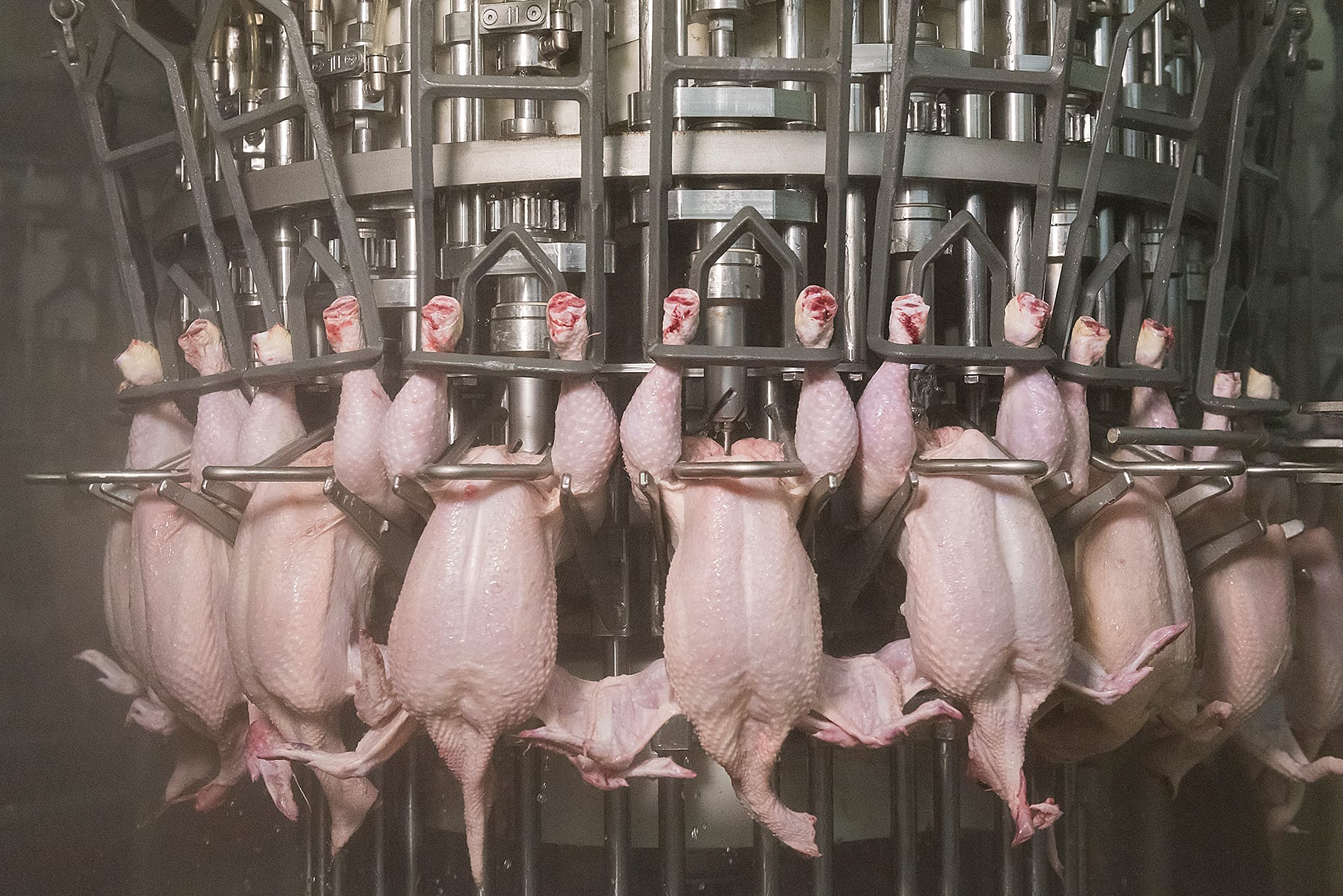 Meyn apresentar novo extrator de cloaca para perfuração em alta velocidade