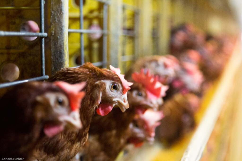 Leia na AI: Uso de fibra e a microbiota intestinal de poedeiras comerciais