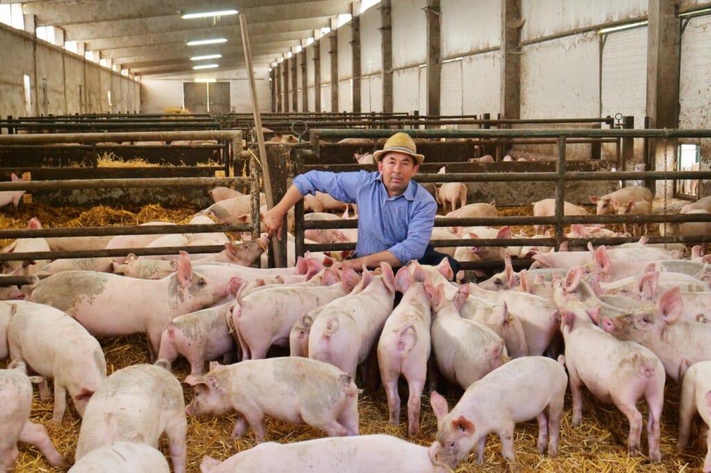 Tecnologias para reduzir custos e otimizar os resultados produtivos nas granjas de suínos