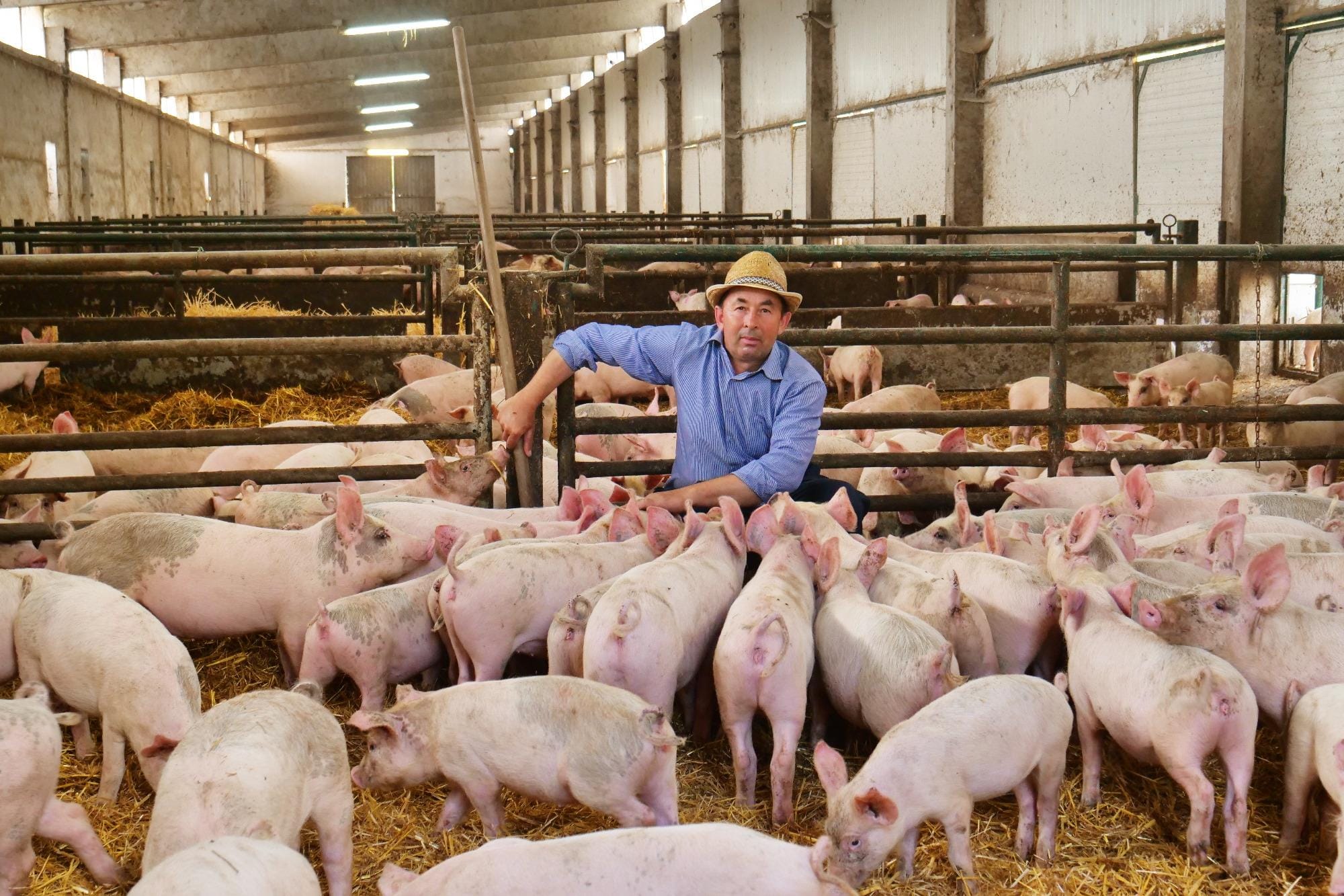 Tecnologias para reduzir custos e otimizar os resultados produtivos nas granjas de suínos