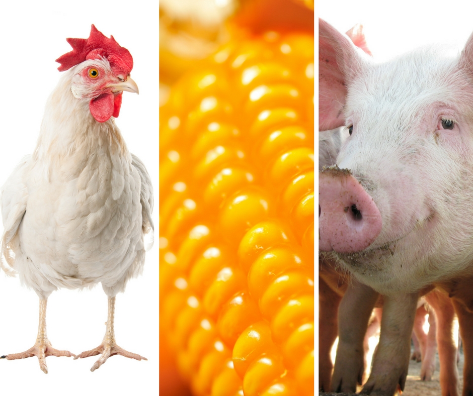 Proteína animal contribui para superávit histórico da balança comercial