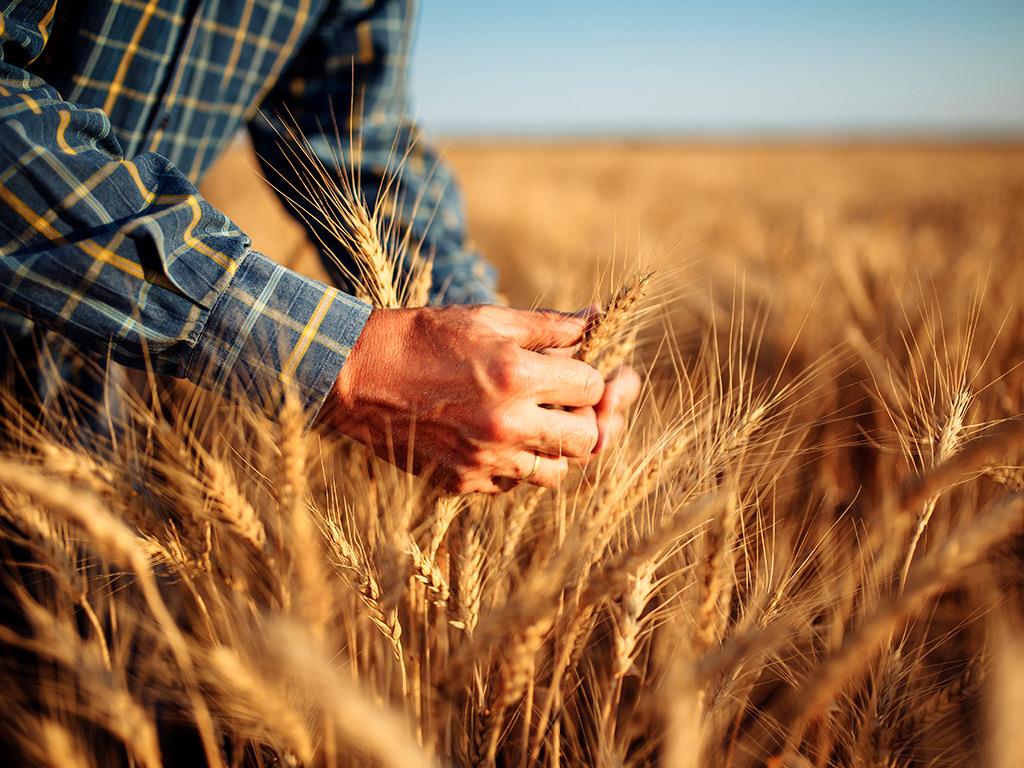 Trigo absorve mais CO2 do que emite, revela pesquisa