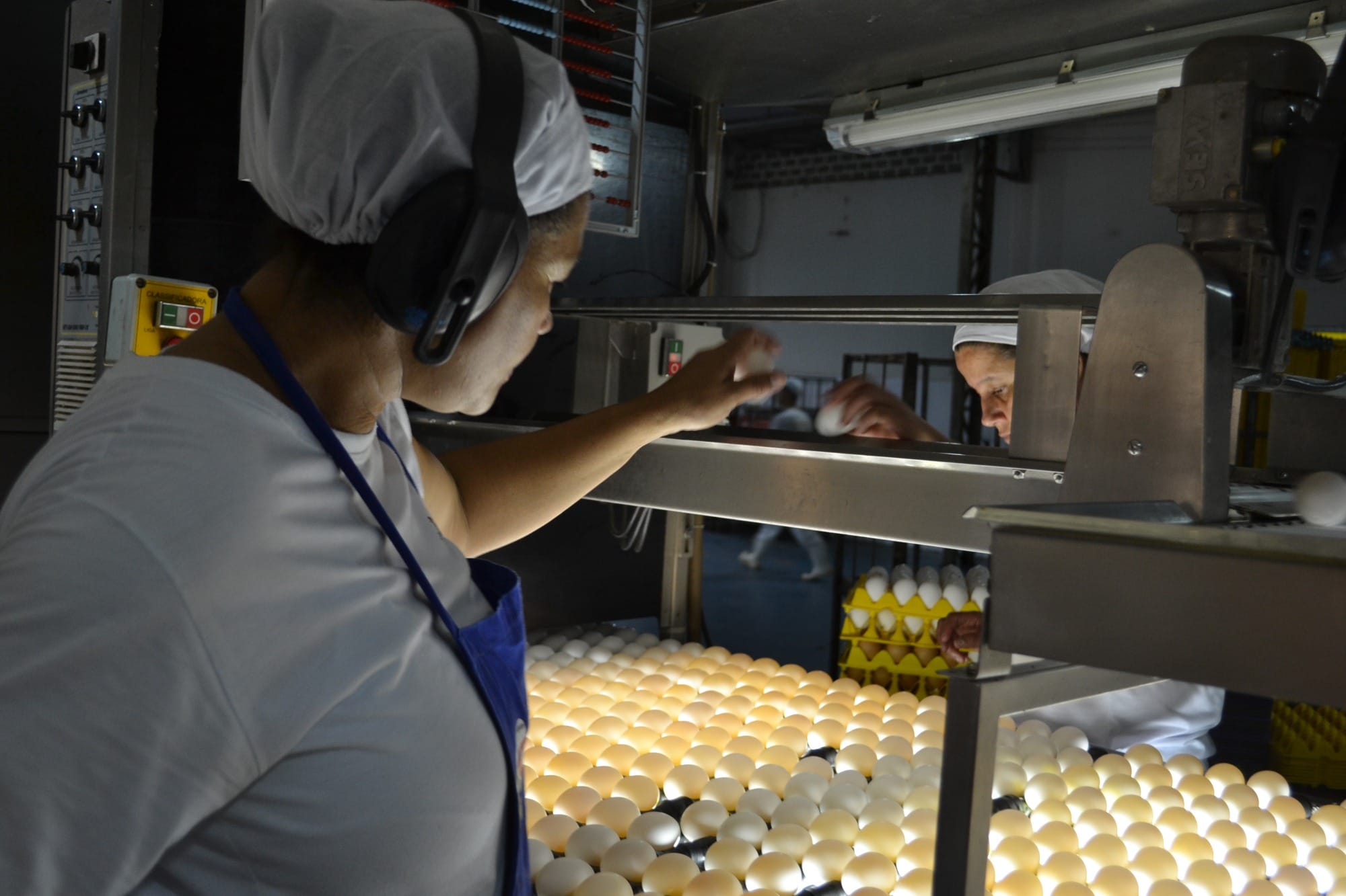 Valor Bruto de Produção de ovos em 2018 é reajustado para R$ 9 bilhões
