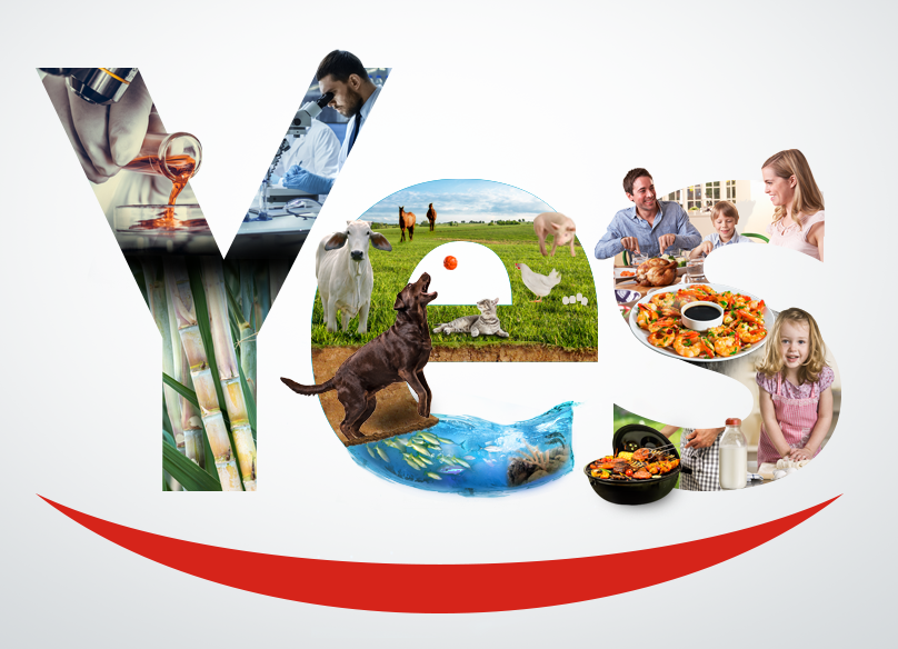 YES apresentará três novidades ao mercado na AveSui