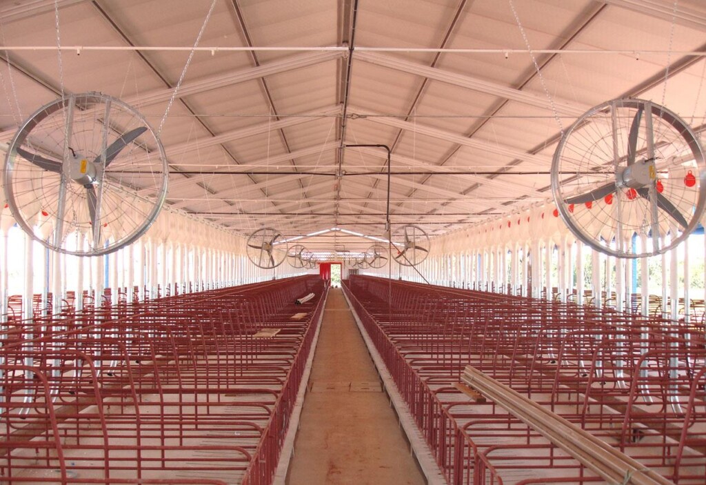 Conheça os benefícios do uso de telhas térmicas em granjas