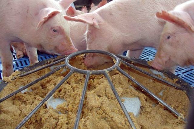 Imunonutrição pode garantir saúde de suínos e ganhos para o produtor