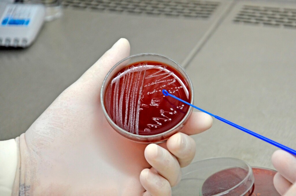 Entrevista: Uso de antimicrobianos em animais – por que, quando e como?