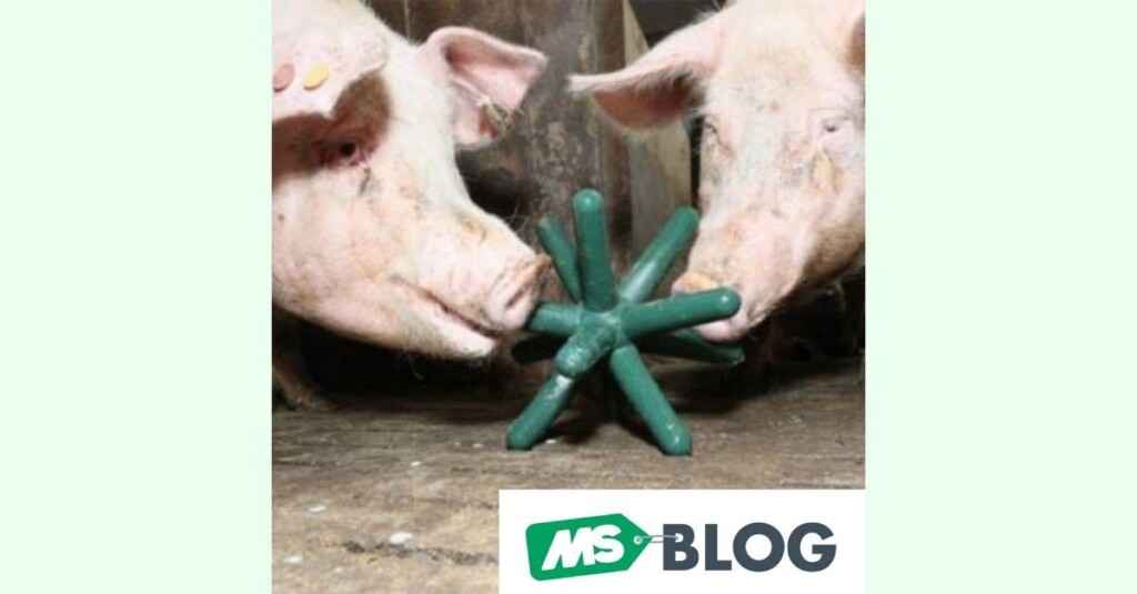 Joga na baia! – Dicas de enriquecimento ambiental