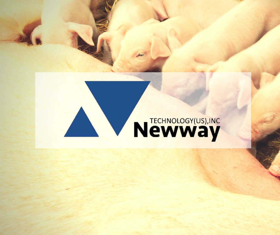 Newway apresenta no Paraná tecnologia em ultrassom para suínos