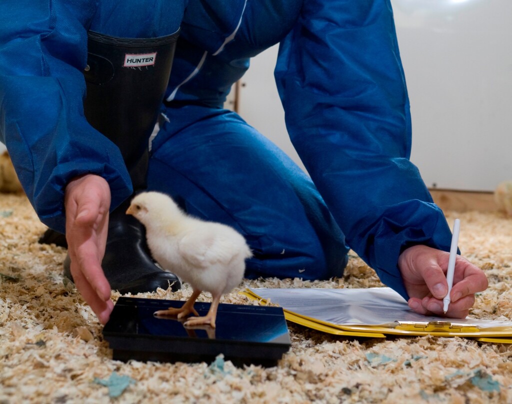 Avicultura diminui em 44% uso de antibióticos e aumenta produção em 5% com remédios naturais