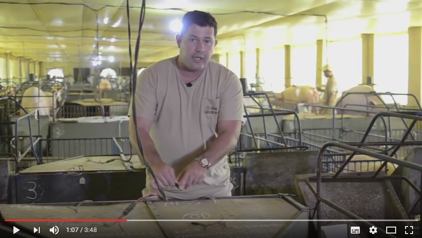 Grupo apresenta sistema de aquecimento para leitões em vídeo