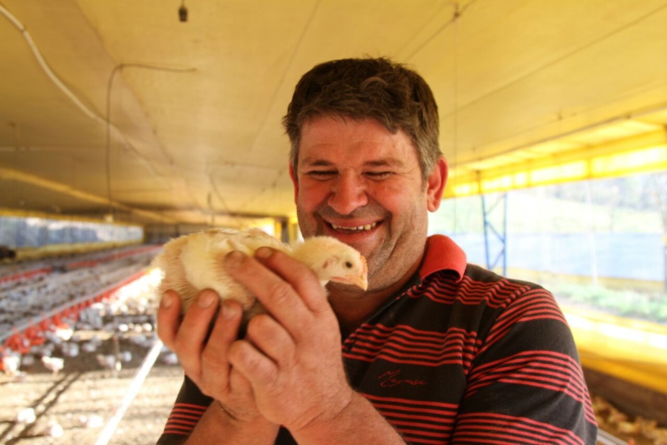 Condomínios de frangos vão sustentar frigorífico no Rio Grande do Sul
