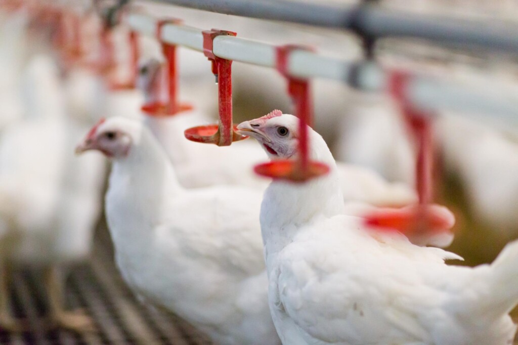 Desidratação e conforto térmico: qual a interferência no desempenho de frangos de corte no inverno?