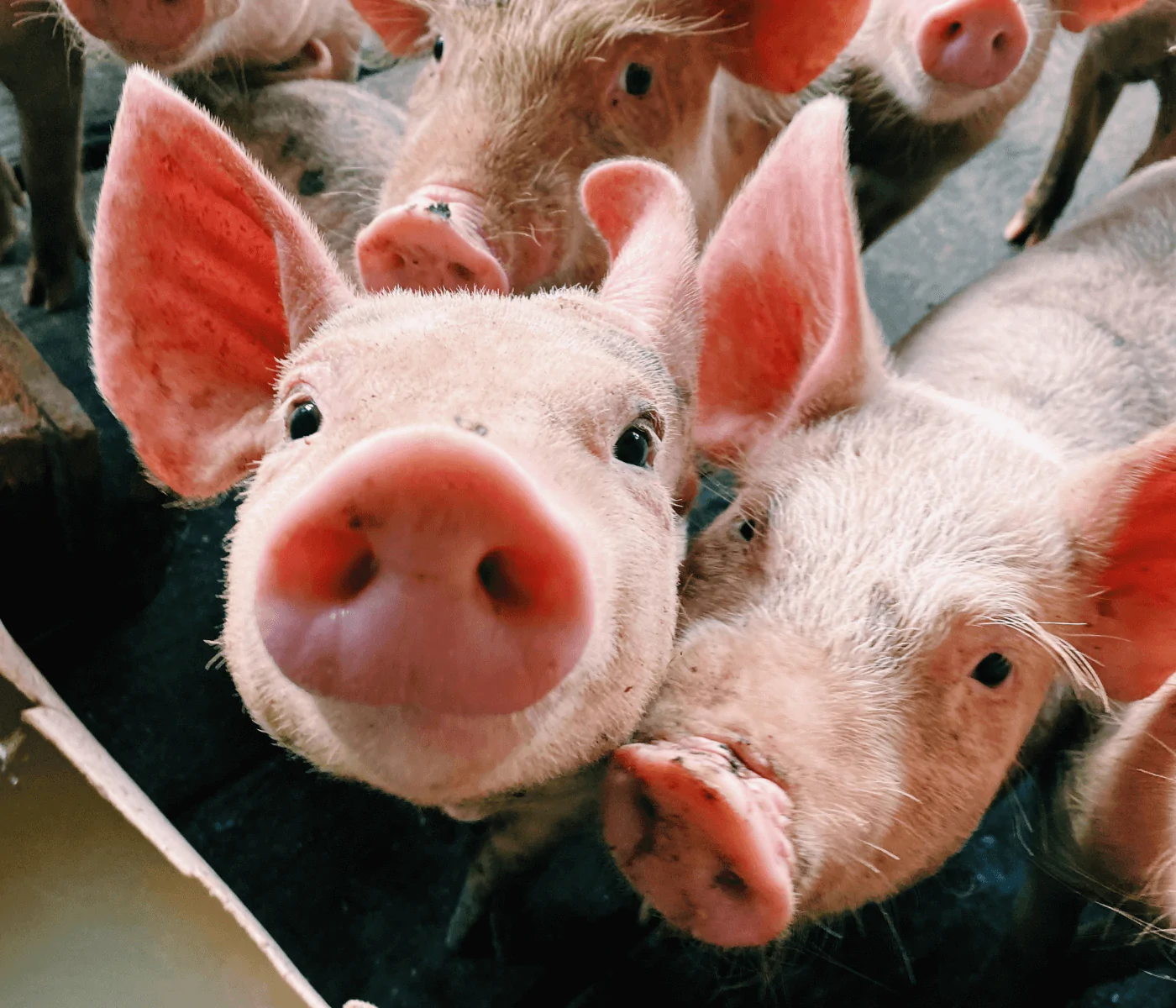 ABCS lança a 3ª edição da campanha “Carne de Porco: bom de preço, bom de prato”