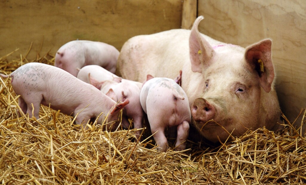 Lignocelulose como ferramenta nutricional