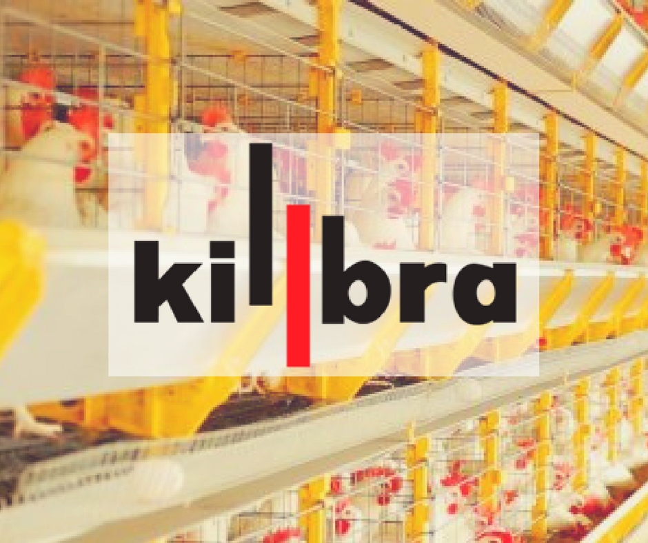 Pente transferidor de ovos é destaque da Kilbra na AveSui 2018