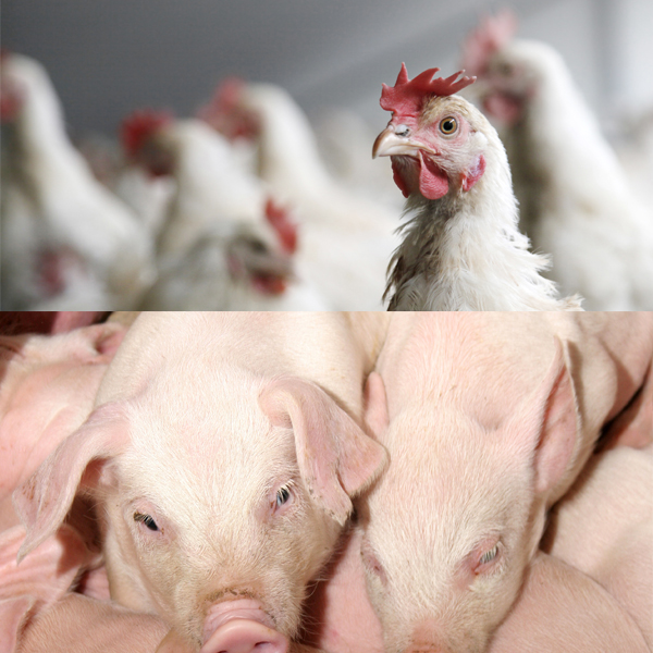 Comissão de Bem- Estar Animal do Mapa apresenta workshop na AveSui