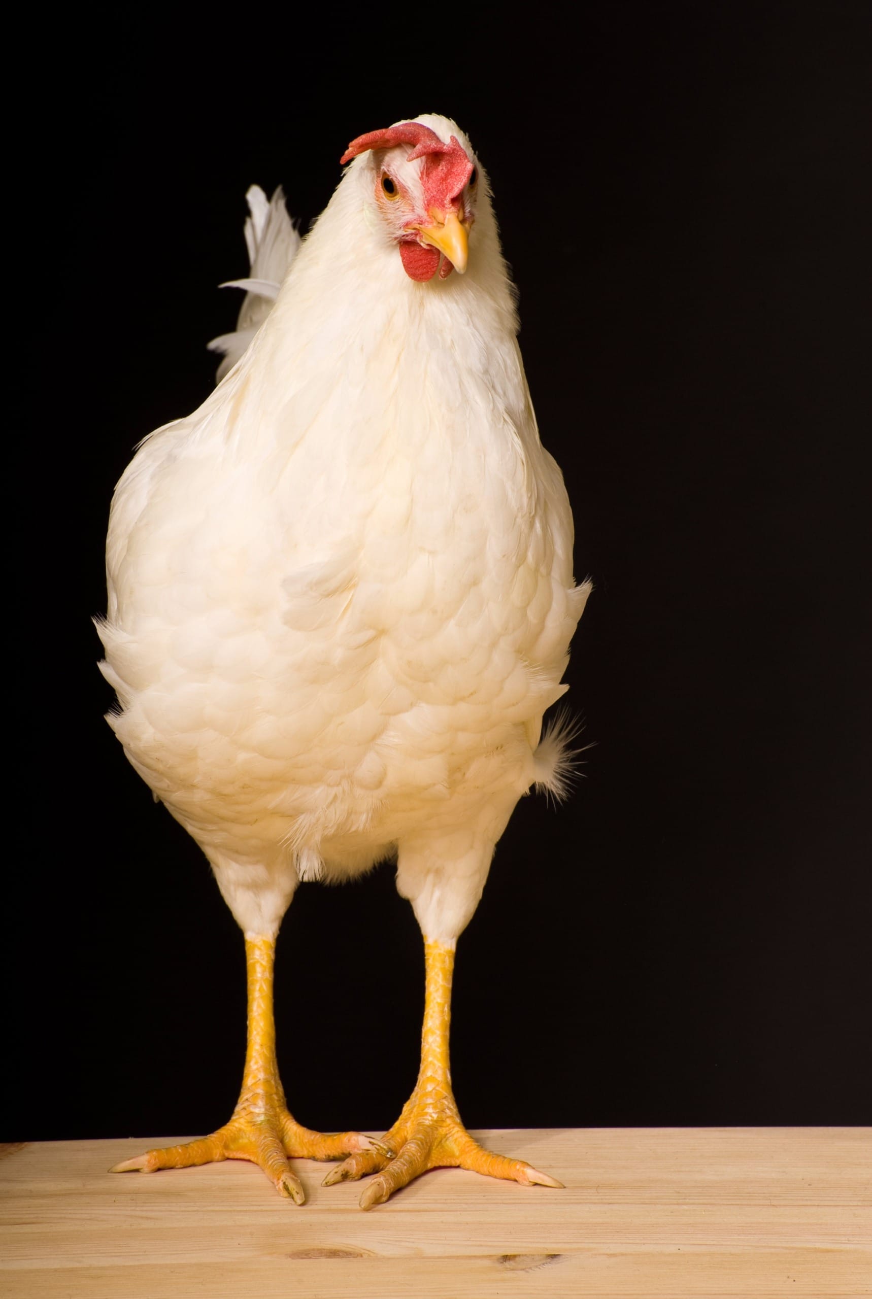 Produtores de SC temem prejuízos altos com problemas para exportar frango