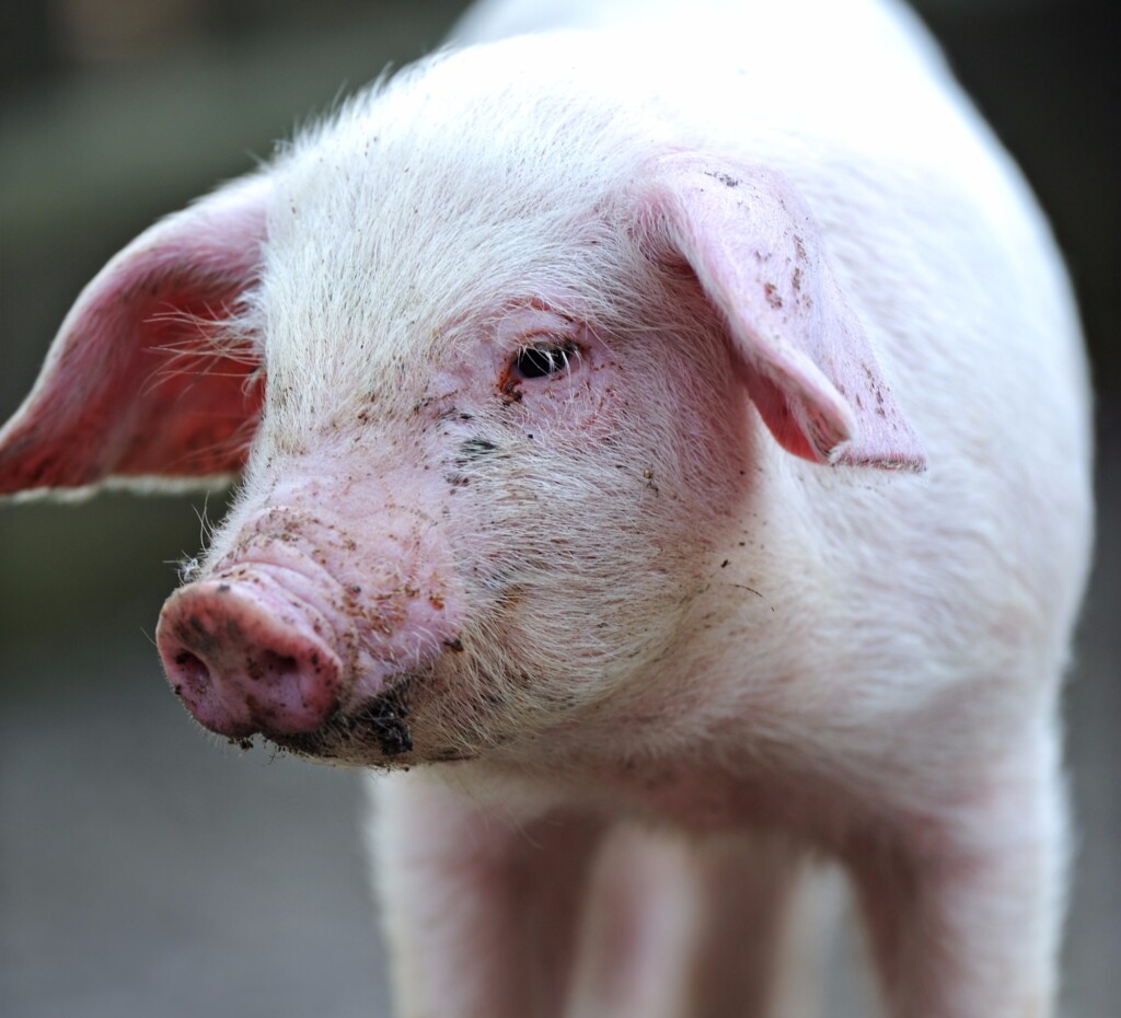 Tomar ou não tomar, eis a decisão – Por Leandro Pereira