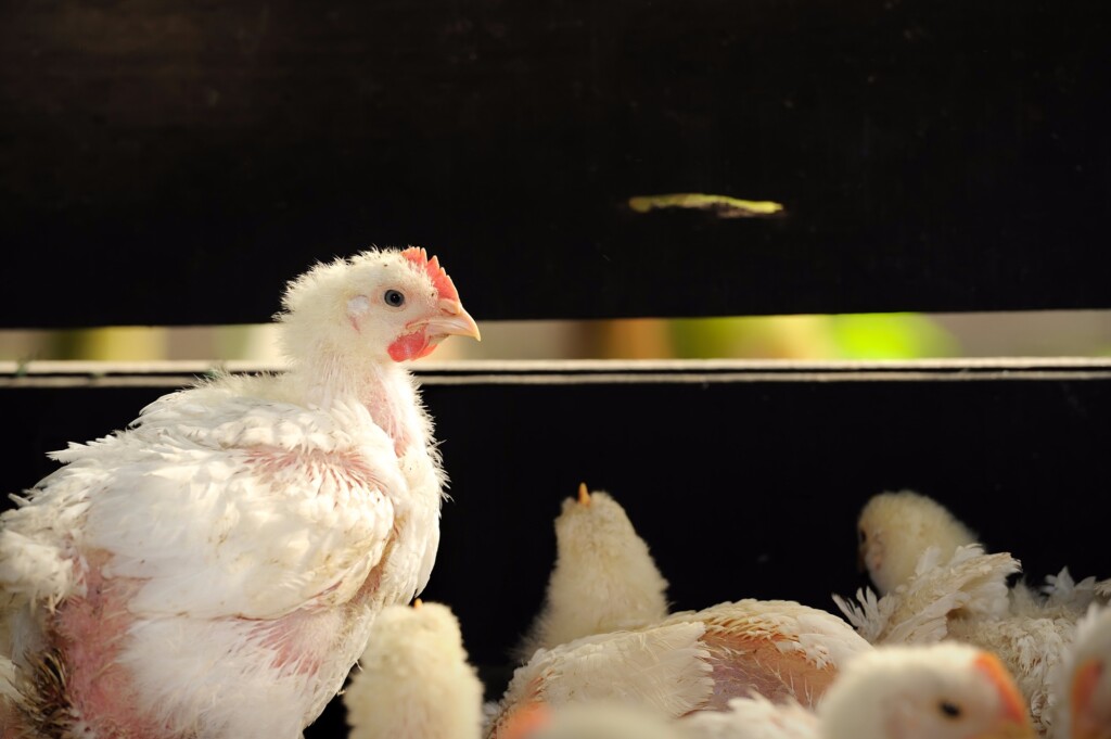 Exportações de frango tem queda em setembro