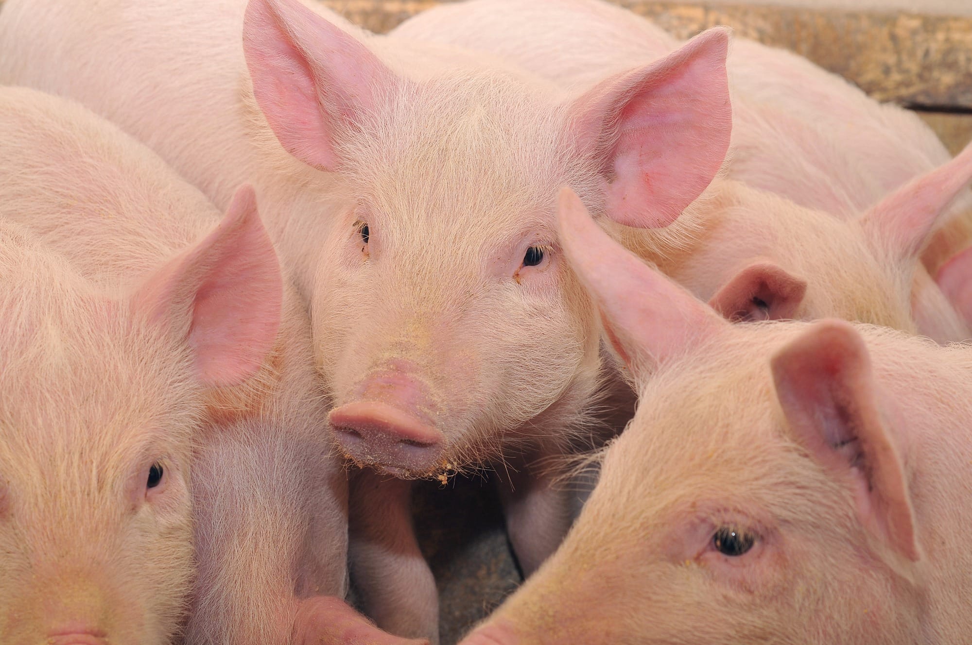 ABCS e Mapa debatem IN de bem-estar animal