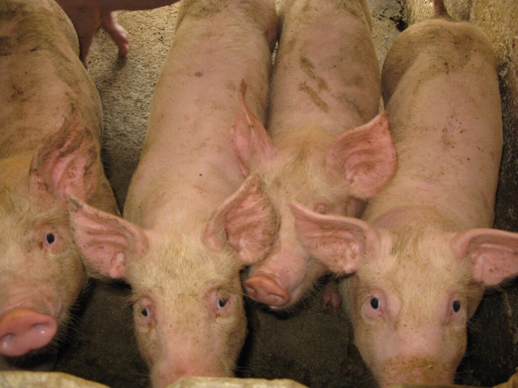 Agroindústrias podem anunciar reajuste de preços do suíno