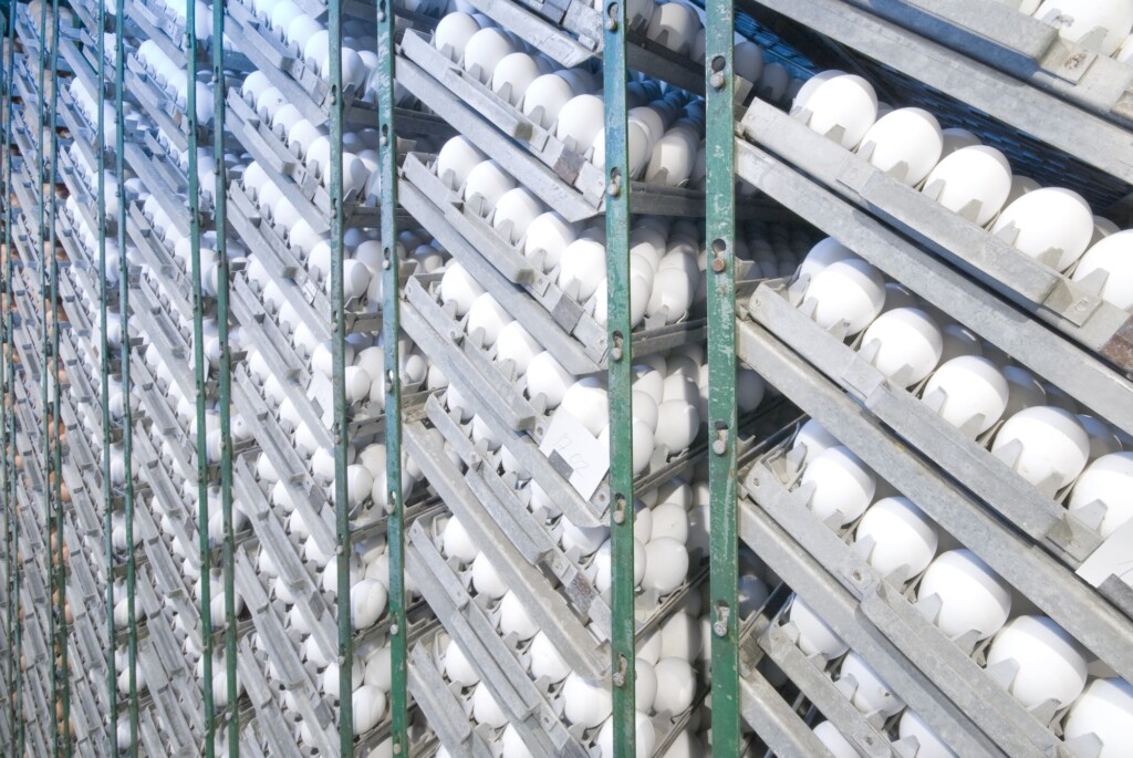 Rússia planeja aumentar imposto de importação de ovos para incubação