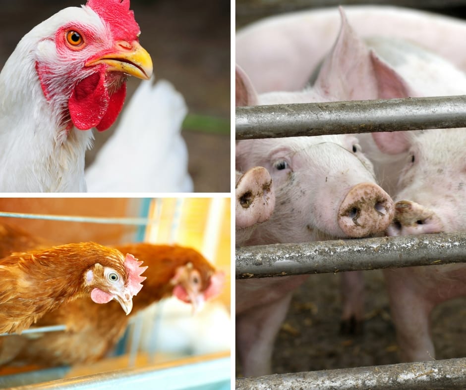 Valorização de uma carboidrase: novos conceitos para um novo momento do mercado