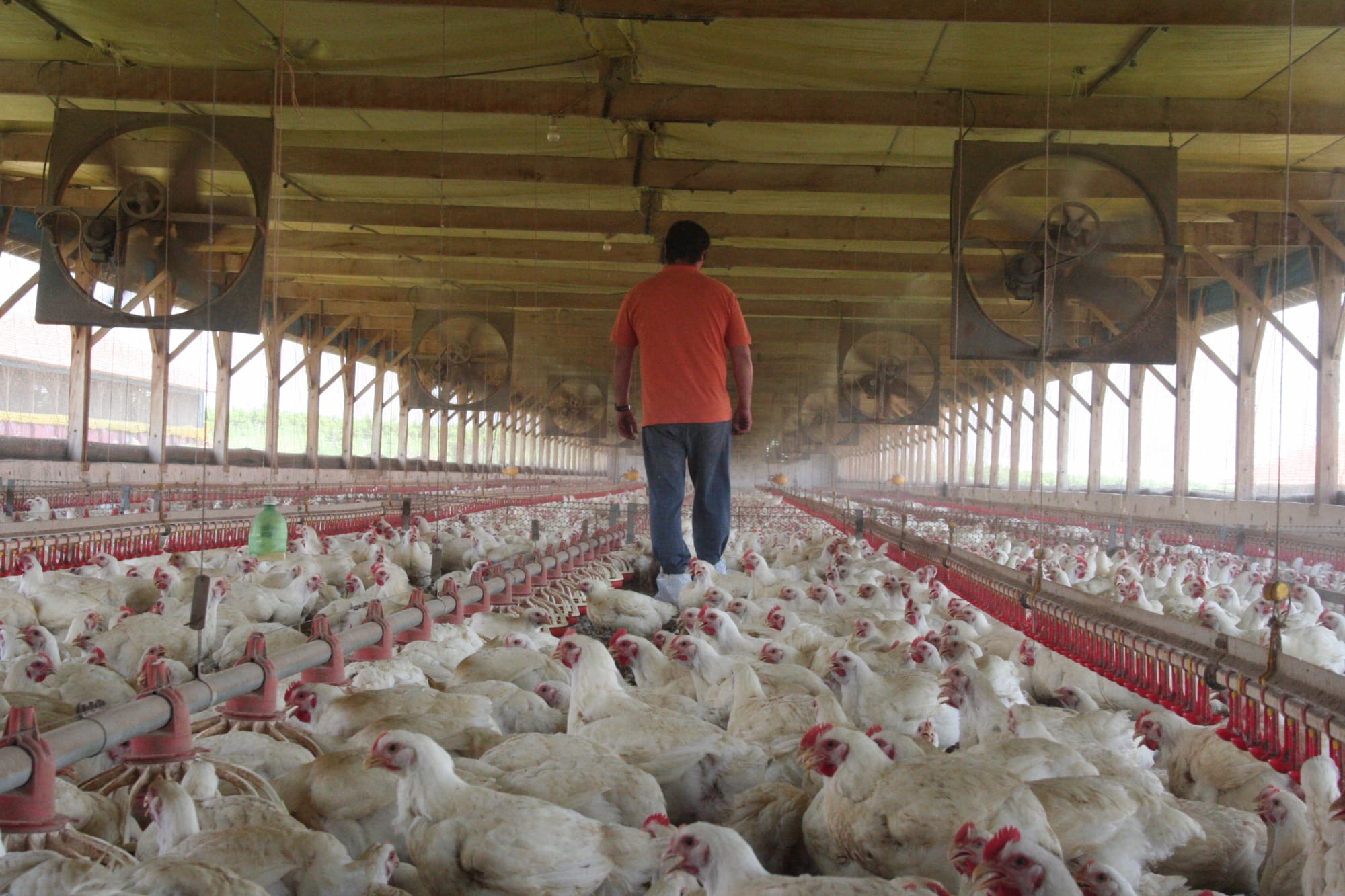 Mais de 1 milhão de aves morrem em surto de gripe aviária no Chile