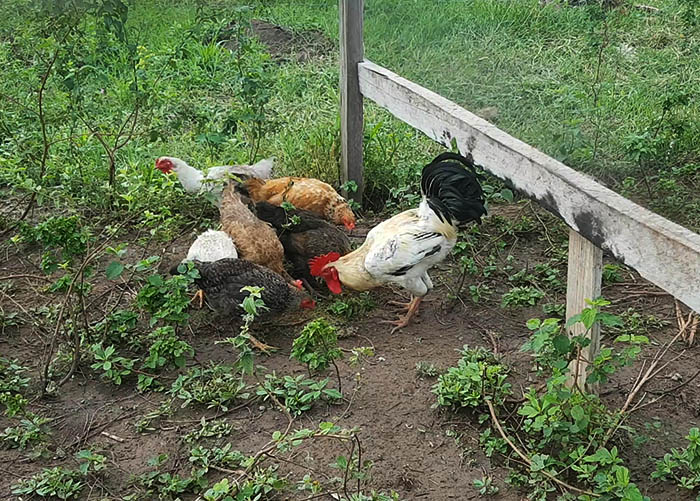 Moringa e mandioca substituem milho e soja na alimentação de galinhas