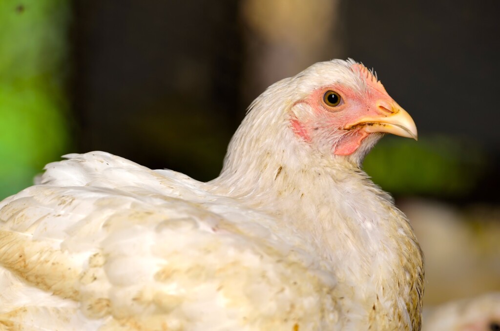 Síndrome Ascítica em frangos