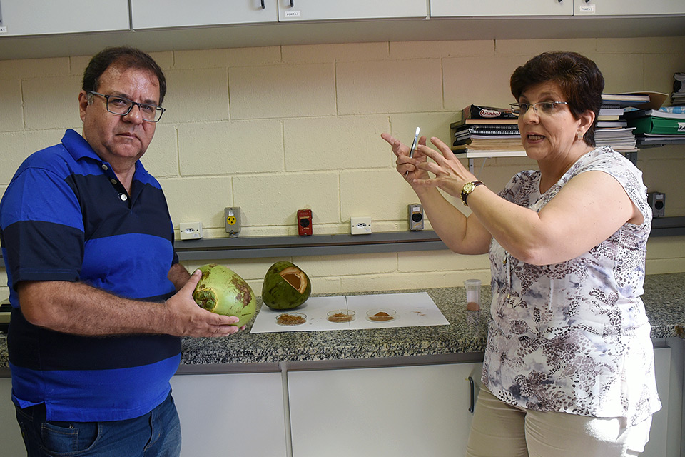 Pesquisa revela potencial energético da casca de coco