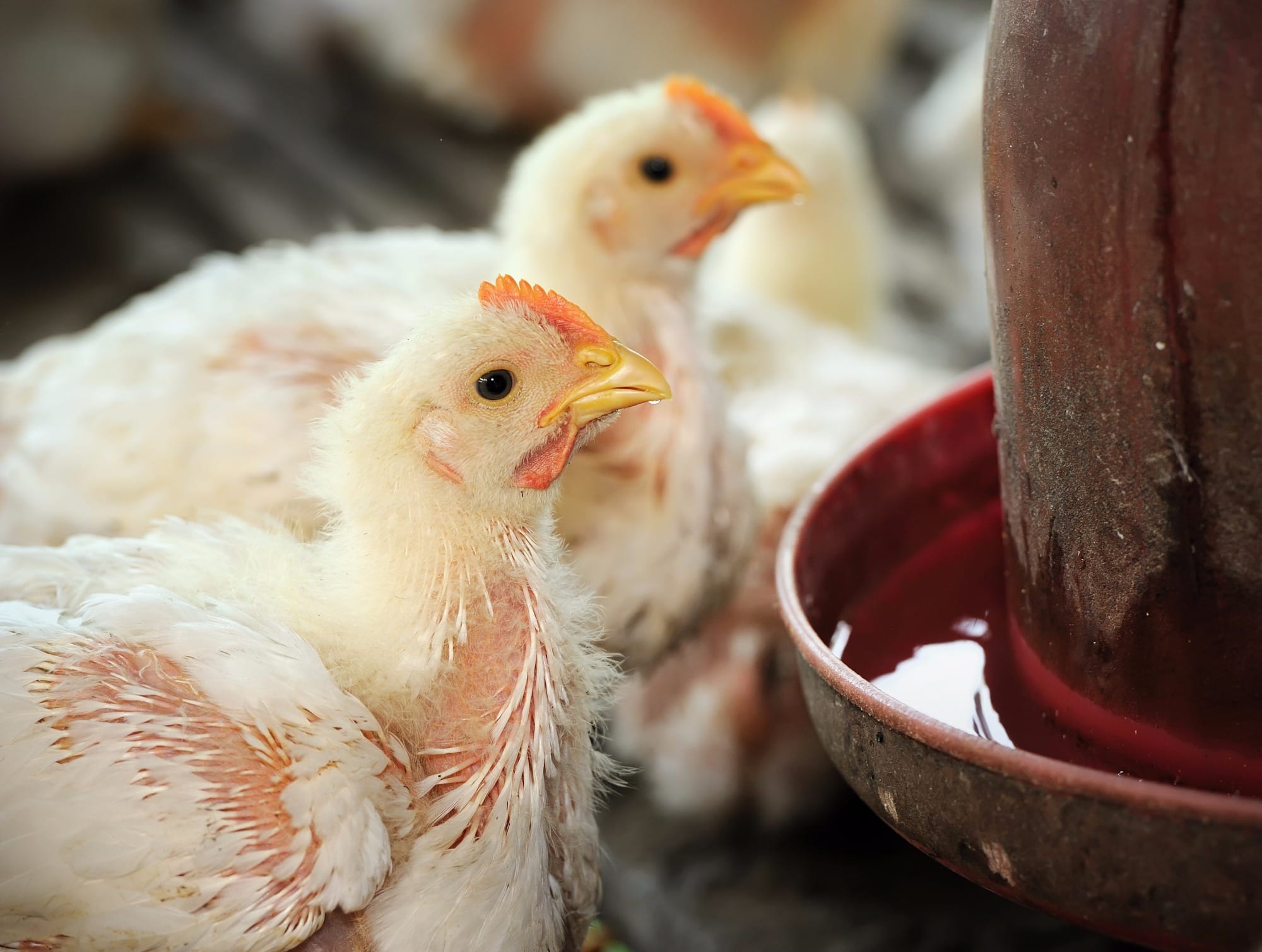 Custo de produção de aves cai pelo décimo mês consecutivo