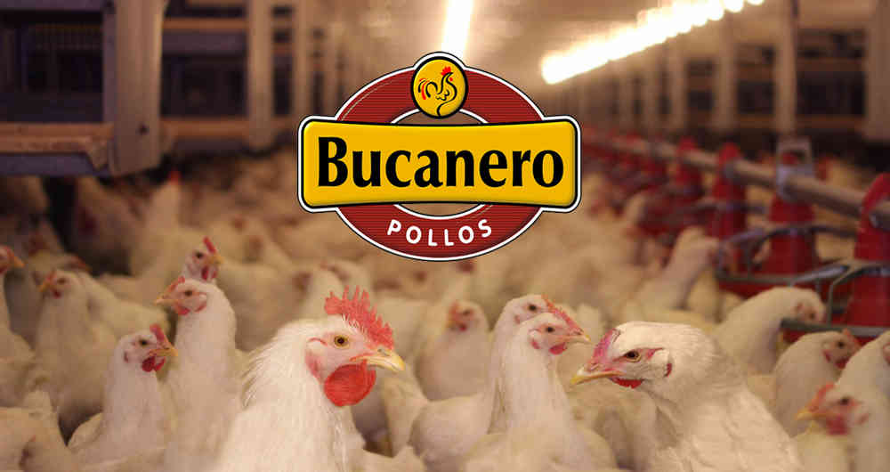 Com aquisição da Pollos El Bucanero, Cargill comemora aumento de 14% do lucro