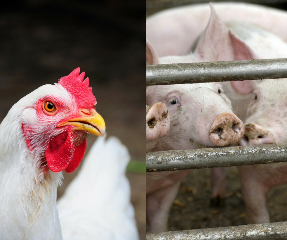 Suínos e aves têm maiores quedas em Valor Bruto da Produção