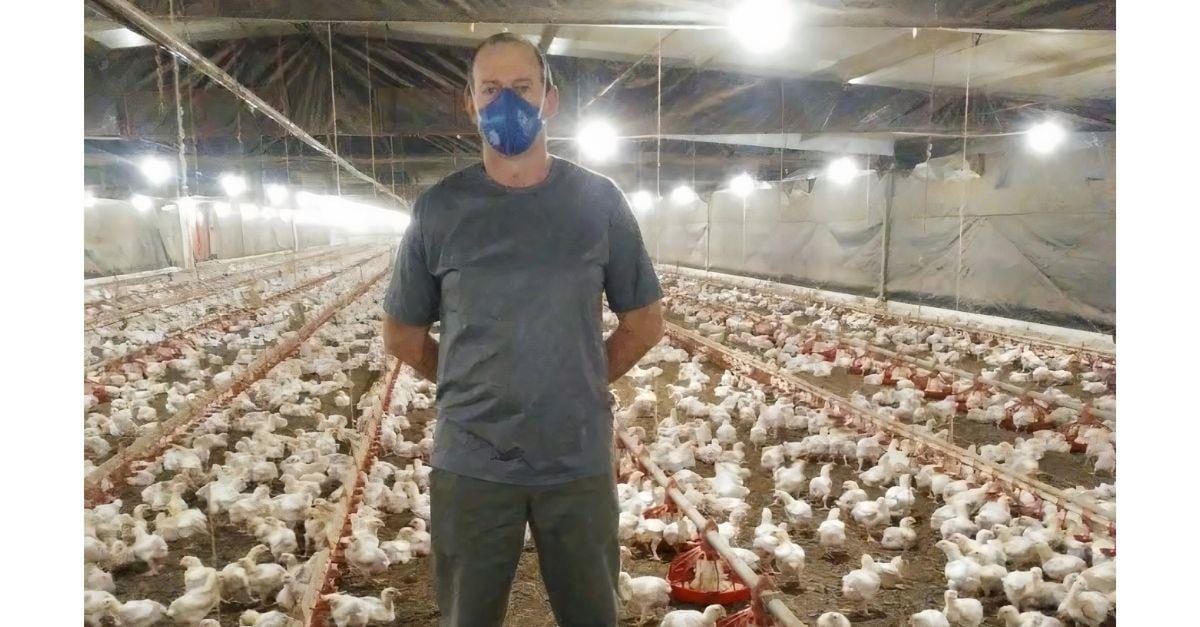 Produtor otimiza uso da ração e melhora conversão alimentar das aves com manejo correto Produtor otimiza uso da ração e melhora conversão alimentar das aves com manejo correto