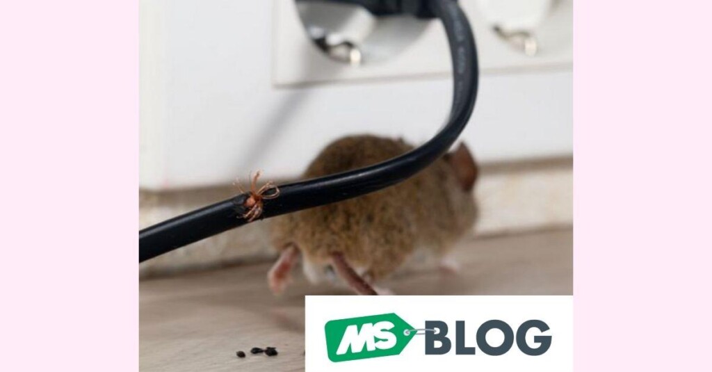 O custo invisível dos roedores dentro da granja