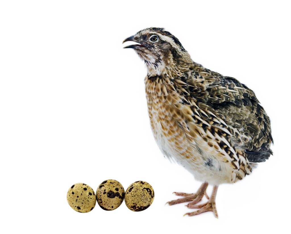 Adequação de fornecimento de ração para maior produção e qualidade da casca de ovos de codornas japonesas