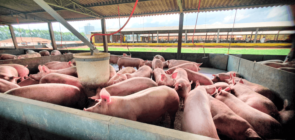 Produto melhora em 15% a conversão alimentar de suínos no pré-abate